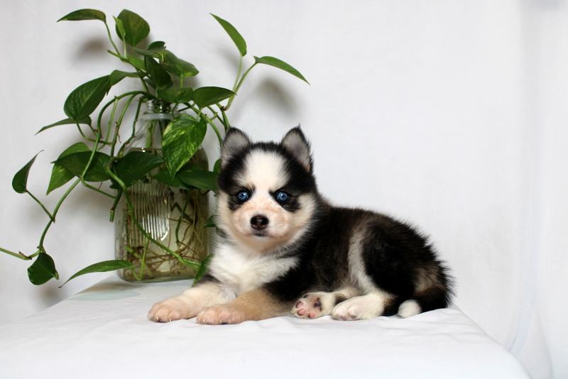 puppy, for, sale, Pomsky, Matthew B. Stoltzfus, dog, breeder, Gap, PA, dog-breeder, puppy-for-sale, forsale, nearby, find, puppyfind, locator, puppylocator, aca